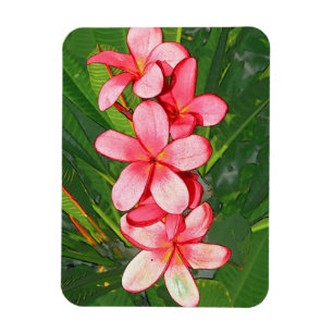 Roze Tropische Frangipani Kunst Magneet