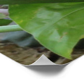 Roze tropische roseate Poster (Hoek)