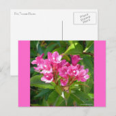 Roze Trumpet Flowers Briefkaart (Voorkant / Achterkant)
