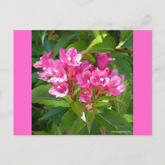 Roze Trumpet Flowers Briefkaart (Voorkant)