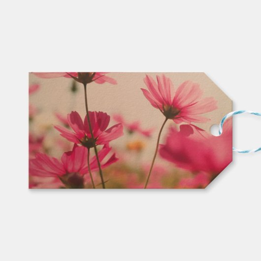Roze Tuin Kosmos Bloemen Gift Label Blush Roos Cadeaulabel (Voorkant (Horizontaal))