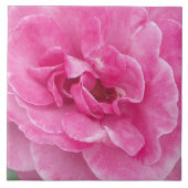 Roze Tuin Roos groot Tegeltje (Voorkant)