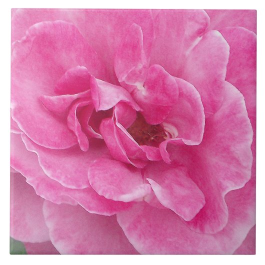 Roze Tuin Roos groot Tegeltje (Voorkant)