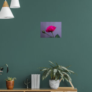 Roze Tuinroos Poster