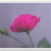 Roze Tuinroos Sticker (Voorkant)