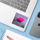 Roze Tuinroos Sticker (Laptop met iPhone)