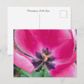 Roze Tulip Briefkaart (Voorkant / Achterkant)