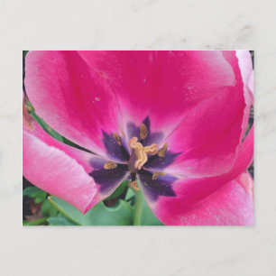 Roze Tulip Briefkaart