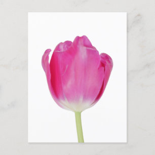 Roze Tulip Briefkaart