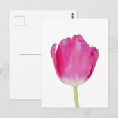 Roze Tulip Briefkaart (Voorkant / Achterkant)