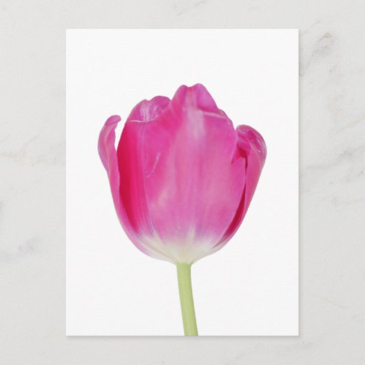 Roze Tulip Briefkaart (Voorkant)