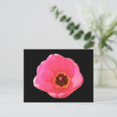 Roze Tulip Briefkaart (Staand voorkant)