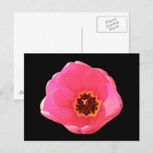 Roze Tulip Briefkaart (Voorkant / Achterkant)