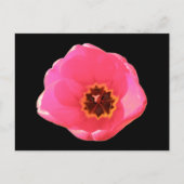 Roze Tulip Briefkaart (Voorkant)