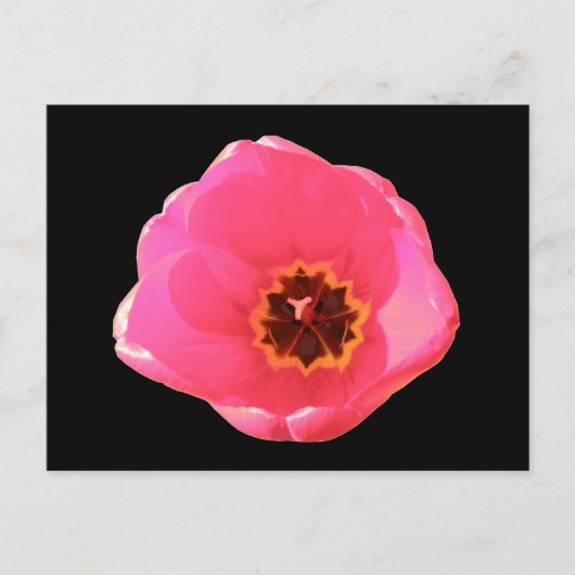Roze Tulip Briefkaart (Voorkant)