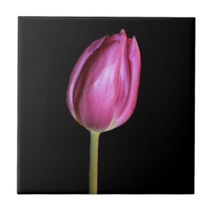 Roze Tulip Flower Photo Solid Black Background Tegeltje