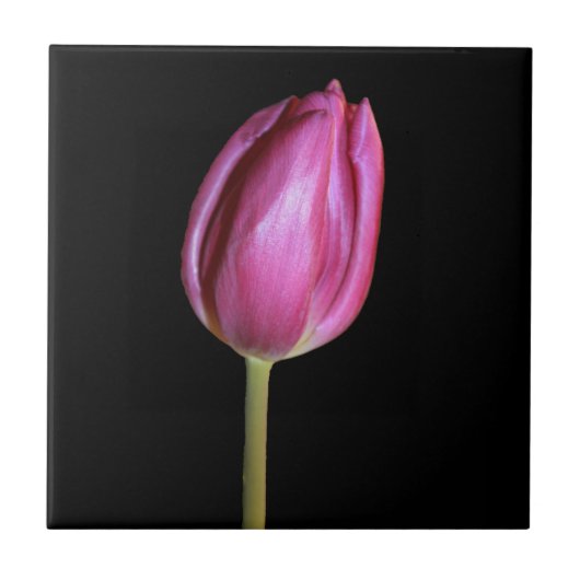 Roze Tulip Flower Photo Solid Black Background Tegeltje (Voorkant)