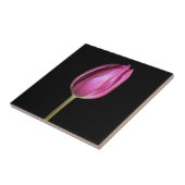 Roze Tulip Flower Photo Solid Black Background Tegeltje (Zijkant)