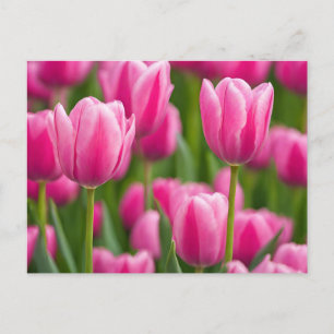 Roze Tulip Flowers Briefkaart
