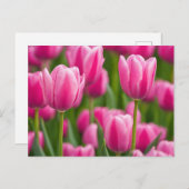 Roze Tulip Flowers Briefkaart (Voorkant / Achterkant)