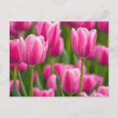 Roze Tulip Flowers Briefkaart (Voorkant)