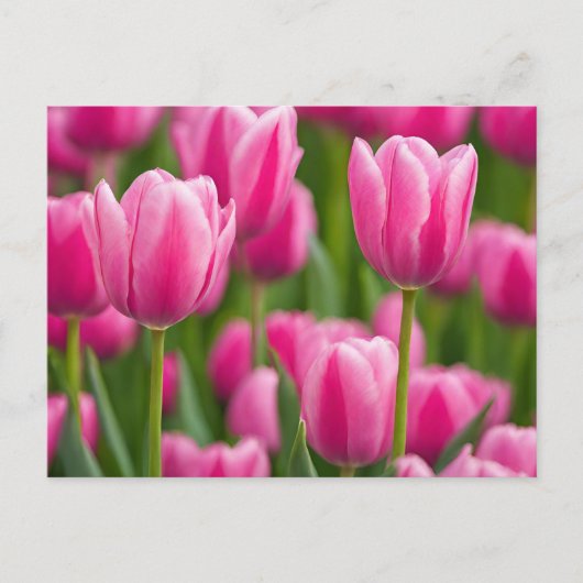Roze Tulip Flowers Briefkaart (Voorkant)