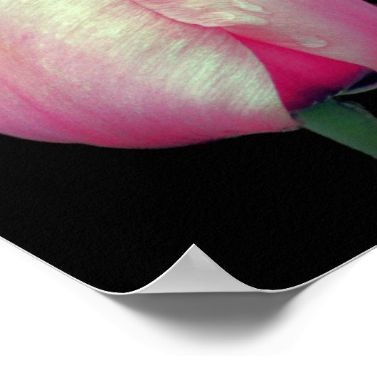 Roze Tulip Flowers Poster (Hoek)