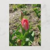 Roze Tulip in het Briefkaart Park (Voorkant)