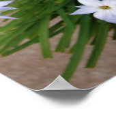 Roze Tulip Little Dente Garden Poster (Hoek)