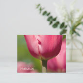 Roze Tulip Macro DSC0852 Kaart (Staand voorkant)