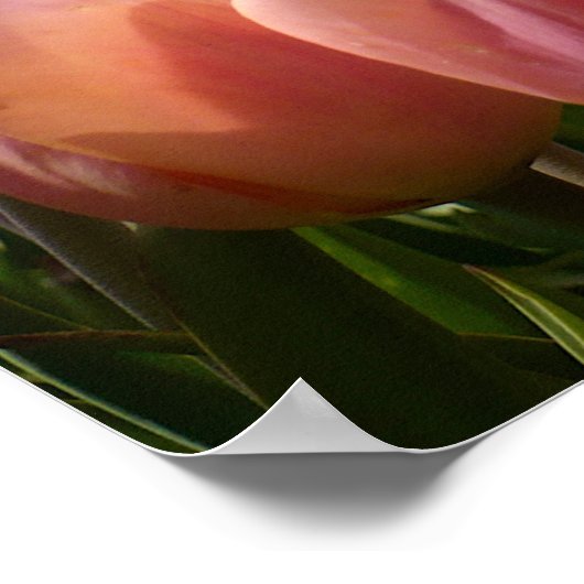 Roze Tulip North End Poster (Hoek)