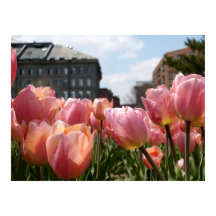 Roze Tulip North End