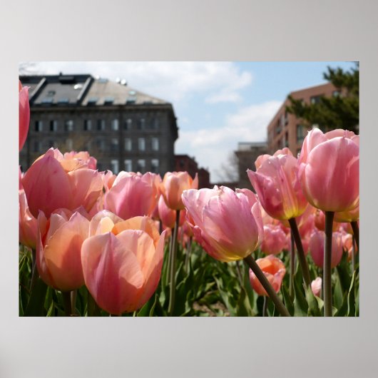 Roze Tulip North End Poster (Voorkant)