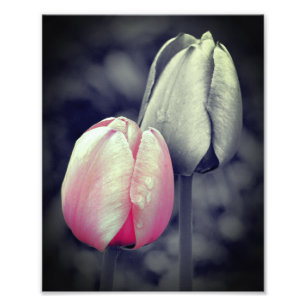 Roze Tulip Paar Zwart-wit Partiële Kleur 8x10 Foto Afdruk