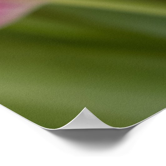 Roze Tulip-portret Poster (Hoek)