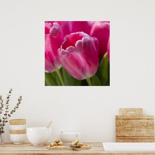 Roze Tulip-portret Poster (Keuken)