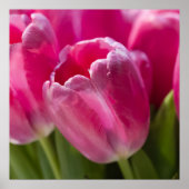 Roze Tulip-portret Poster (Voorkant)