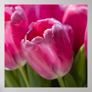 Roze Tulip-portret Poster