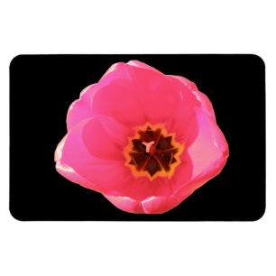 Roze Tulip Premium Magnet Magneet