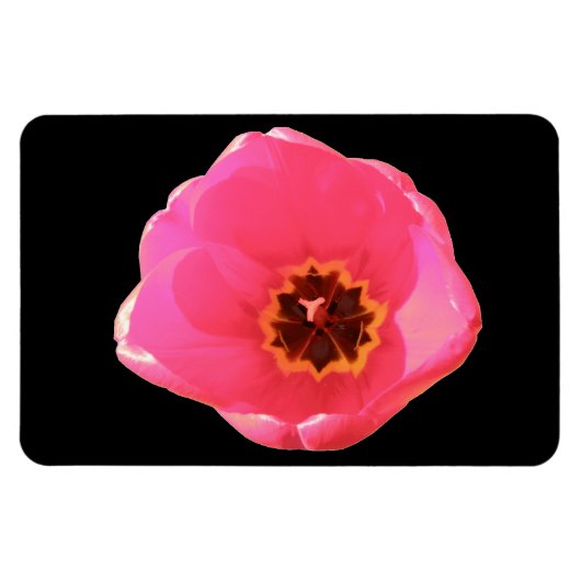 Roze Tulip Premium Magnet Magneet (Horizontaal)