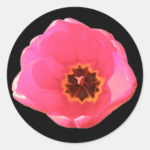 Roze Tulip Sticker