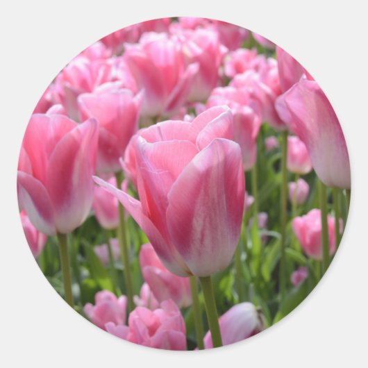 Roze Tulip Stickers (Voorkant)