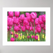 Roze Tulip tuinbouillon Fotografisch Poster (Voorkant)