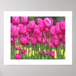 Roze Tulip tuinbouillon Fotografisch Poster