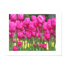 Roze Tulip tuinbouillon Fotografisch