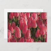 Roze Tulips Floral Briefkaart (Voorkant / Achterkant)