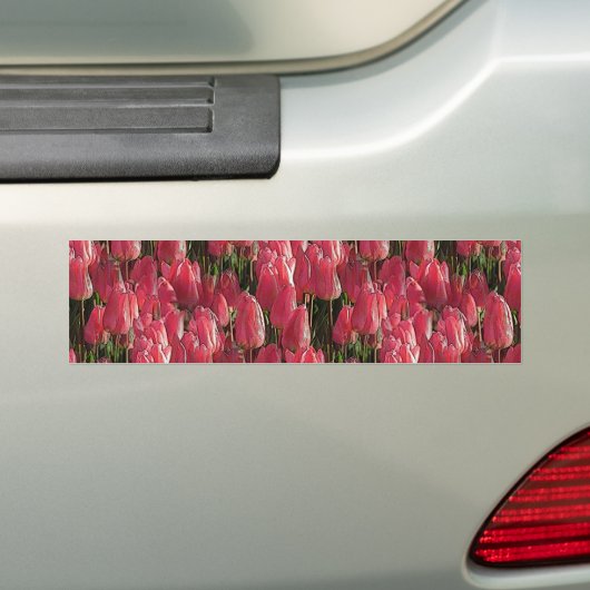 Roze Tulips Floral Bumpersticker (Op auto)