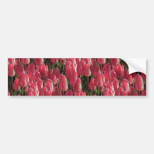 Roze Tulips Floral Bumpersticker (Voorkant)