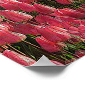 Roze Tulips Floral Poster (Hoek)