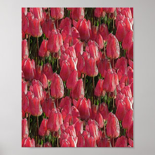 Roze Tulips Floral Poster